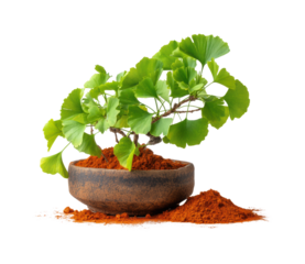 Bonsai plant care techniques home garden growth isolated on transparent background, png