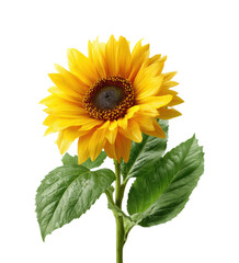 Fototapeta premium Vibrant sunflower bloom against nature isolated on transparent background, png