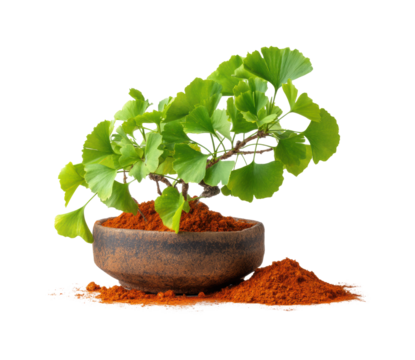 Bonsai plant care techniques home garden growth isolated on transparent background, png