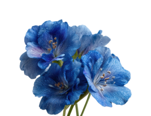 Vibrant blue flowers in floral isolated on transparent background, png