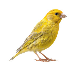 Vibrant yellow canary bird nature wildlife isolated on transparent background, png