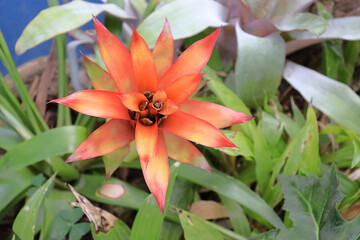 Flor de Incienso (Guzmania linguiata)