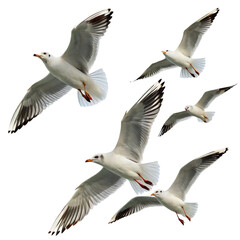 Fototapeta premium Seagulls flying in the sky isolated on transparent background 