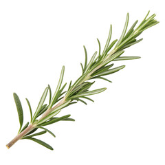 Fototapeta premium Rosemary isolated on transparent background 