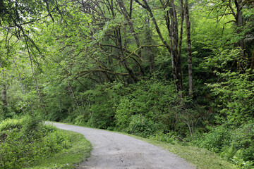 Obraz premium Walking trail in the rich green forest