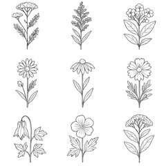 Native Garden Plant Icons. Line style icons of native wild garden plants: yarrow, goldenrod, milkweed, aster, black-eyed susan,