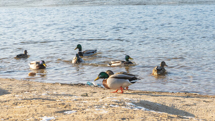 In a city pond at the end of winter, a lively flock of ducks navigates the icy waters, showcasing their resilience against the cold as they prepare for the arrival of spring.
