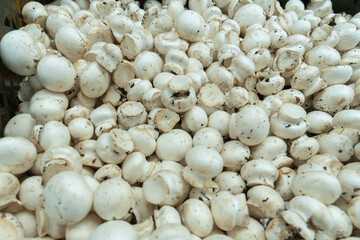 Fresh White Button Mushrooms Displayed at a Local Market. Market Fresh White Button Mushrooms Embracing the Essence of Culinary Creativity and Seasonal Delights.