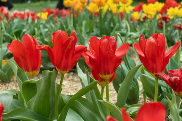Vibrant tulips bloom in a colorful garden, showcasing various species on a sunny meadow. Their elegant petals create a stunning display, celebrating the beauty of springtime.