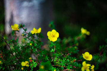 Close-up of bright yellow cinquefoil flowers blooming in a green bush, with soft natural light and a beautifully blurred background creating a dreamy, serene atmosphere.