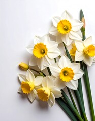 Daffodils bouquet on white background