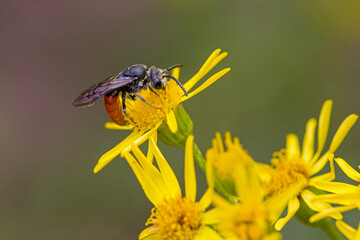 close-up of a wild bee with a red abdomen, the sphecodes albilabris, on a yellow blossom of the ragwort with a blurred background