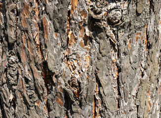 Maritime Pine, Pinus pinaster trunk symbol. Texture made of maritime pine tree bark. Beautiful Maritime Pine, Pinus pinaster trunk background. Conceptual image. Peaceful nature.