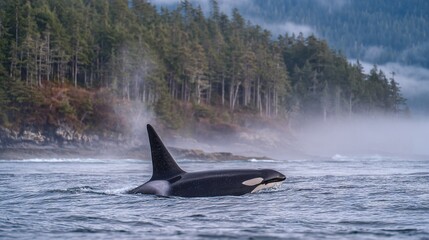 Obraz premium A black and white orca swims through a hazy water scene, surrounded by a dense forest