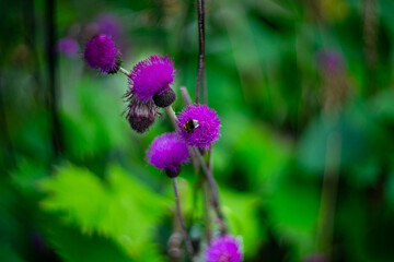 Close-up of a bumblebee collecting nectar on vibrant purple thistle flowers, set against a lush green natural background. Macro shot capturing the beauty of wild flora and pollinators.