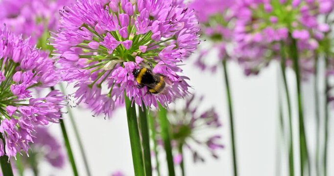 Allium millenium and bumblebee, close-up, macro, summer in Norway, 4K, 60fps