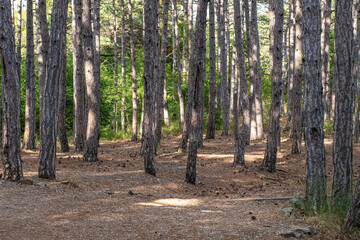 Forest landscape. Tall trees and a lawn on a sunny day.	