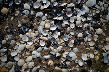 Close-up of various seashells scattered on wet sand at the beach, creating a natural textured background.