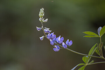 Lupine Closeup