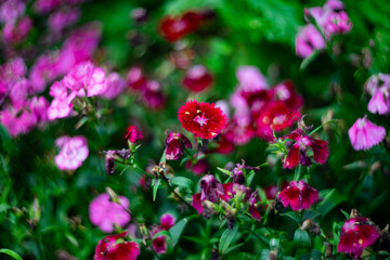 Fototapeta premium A vibrant close-up of blooming red and pink Dianthus flowers in a summer garden. The soft bokeh background enhances the rich floral colors, highlighting the beauty of nature in full bloom.