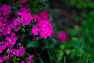 Bright magenta dianthus flowers blooming in a summer garden. Close-up view with soft focus and natural light, showing vivid petals and lush green background in a floral nature scene.