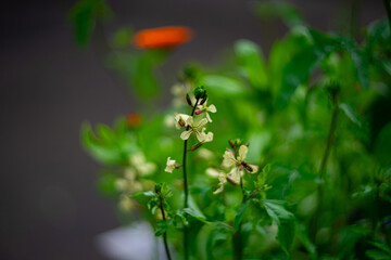 Close-up of delicate cream-yellow wildflowers with a honeybee collecting nectar. Soft natural light and blurred green background create a peaceful garden atmosphere.
