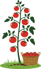 Tomato plant with ripe red tomatoes and basket full of harvested tomatoes vector illustration natural healthy food concept 