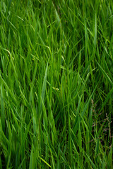 Green grass in the spring and summer moving in the wind and showing the beauty of nature with natural growth