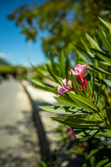 Kwiat oleandra w Czarnogórze. © fotozen