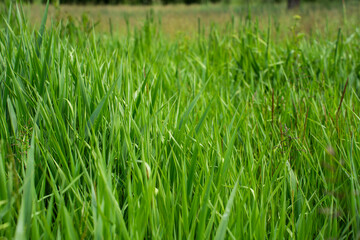 Solar panels on the roof of classic villa in the suburbs, green energy and environmental-friendly theme. Blue sky and green trees