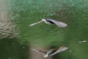 White-breasted Waterhen in flight over a calm green lake
