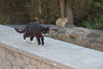 black and brown cats