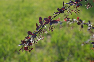 red berries on a bush