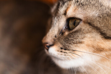 close up of a cat