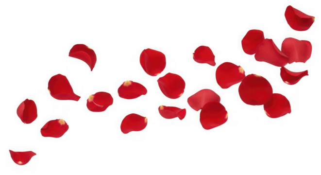 Falling red rose petals isolated on transparent background