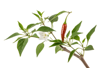 Closeup of green chili pepper plant branch with leaves and single white flower in natural garden setting