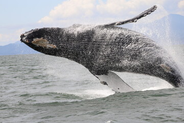 breaching Humpback whale part of a series of photos showing  humpback whale breaching and landing in the sea off Vancouver.