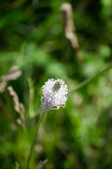 Plantain