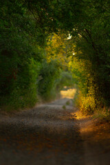 The brilliant sun is shining through the lush trees lining a charming dirt road, creating a...