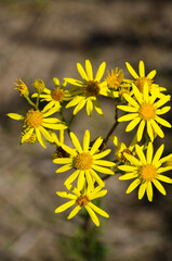 Groundsel
