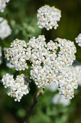 Yarrow