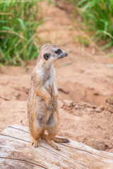 Meerkat, Suricata suricatta, on hind legs. Portrait of meerkat standing on hind legs with alert expression. Portrait of a funny meerkat sitting on its hind legs.