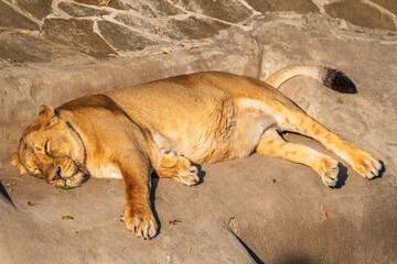 An asian female lion laying on the ground