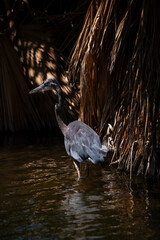 Heron on the Search for Food 