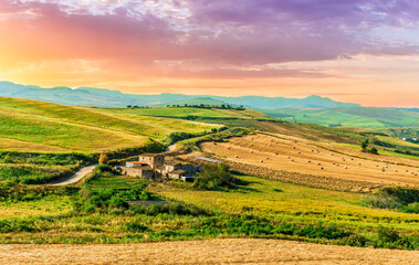 Obraz premium yellow agricultural field during sunset or sunrise with green wheat and rows and lines. Rustic summer evening landscape. Beautriful panoramic view of wheaten field.