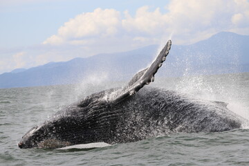 humpback whale in the sea