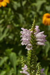 Physostegia or lionshearts (lat. Physostegia) blooms in the garden. Physostegia is a genus of perennial plants of the Yasnotkov family. Inflorescences of Physostegia in close-up.