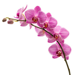 Fototapeta premium Pink phalaenopsis orchid branch isolated on transparent background