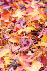 A stunning and colorful photo for the fall season, a warm and cozy feeling.