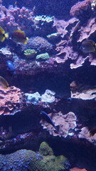 A professional aquarium cleaner diver works underwater, surrounded by vibrant corals and tropical fish, ensuring the marine habitat stays pristine